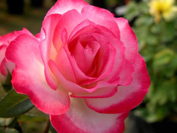 گوڵەباغ.....b.rose..roze