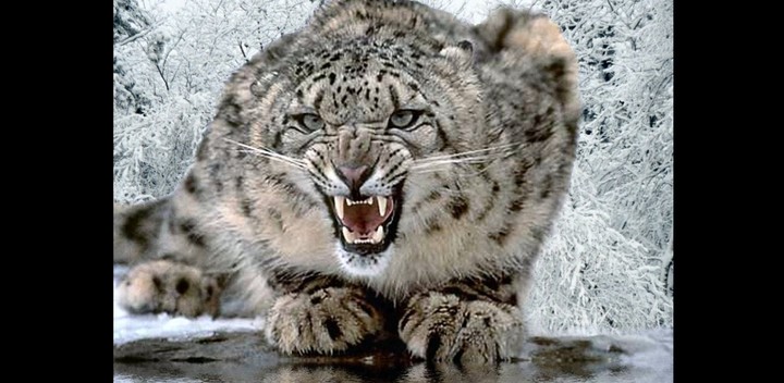 Snow leopard 02
