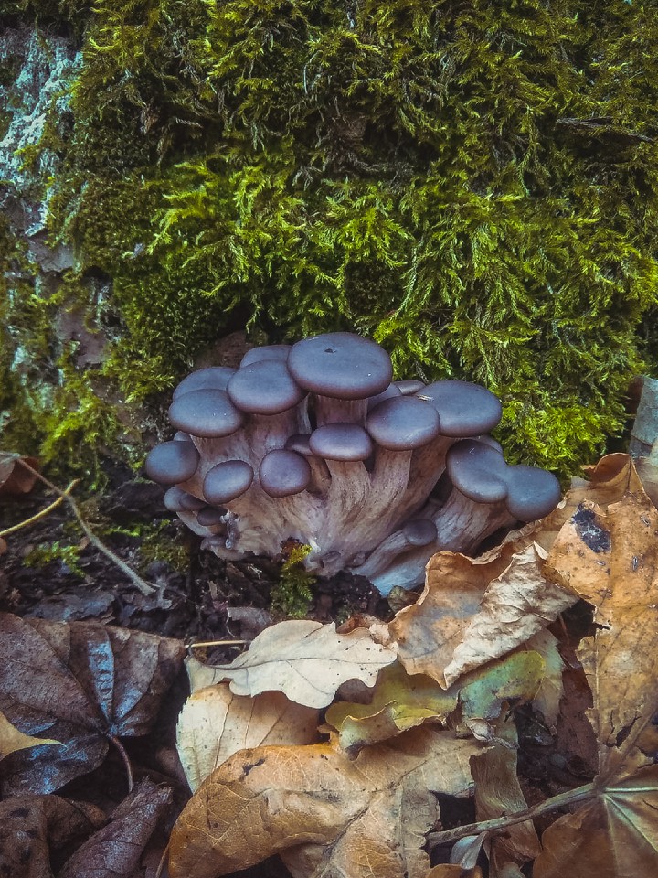 mushrooms