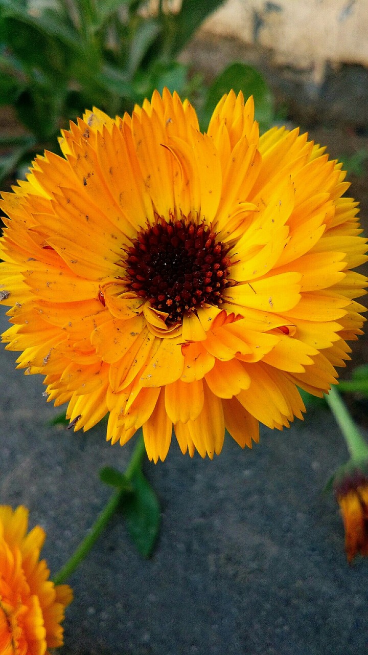 Yellow Flower