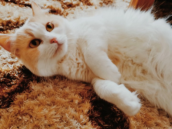 my cat