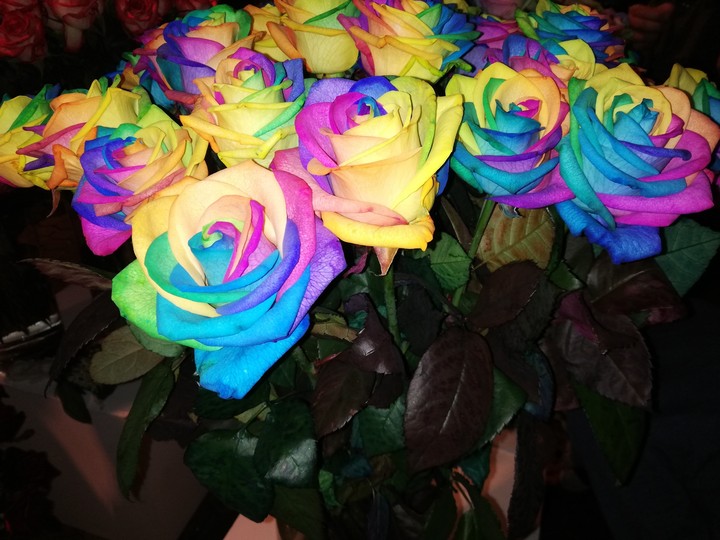 Rainbow rose