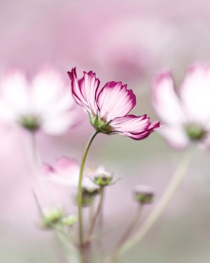 Soft beauty...♡