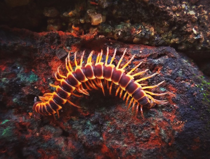 Insects