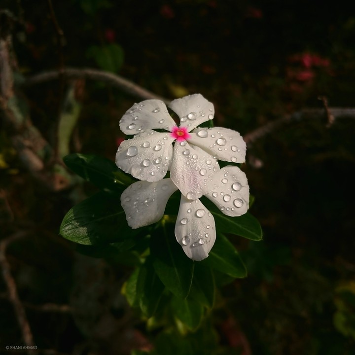 Flower and morning dew