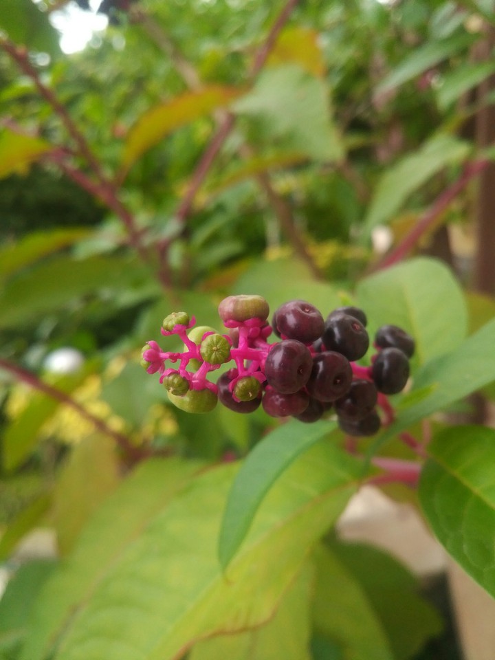 Jungle fruit