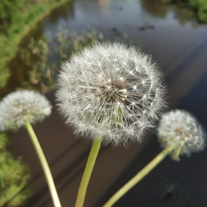 white spring