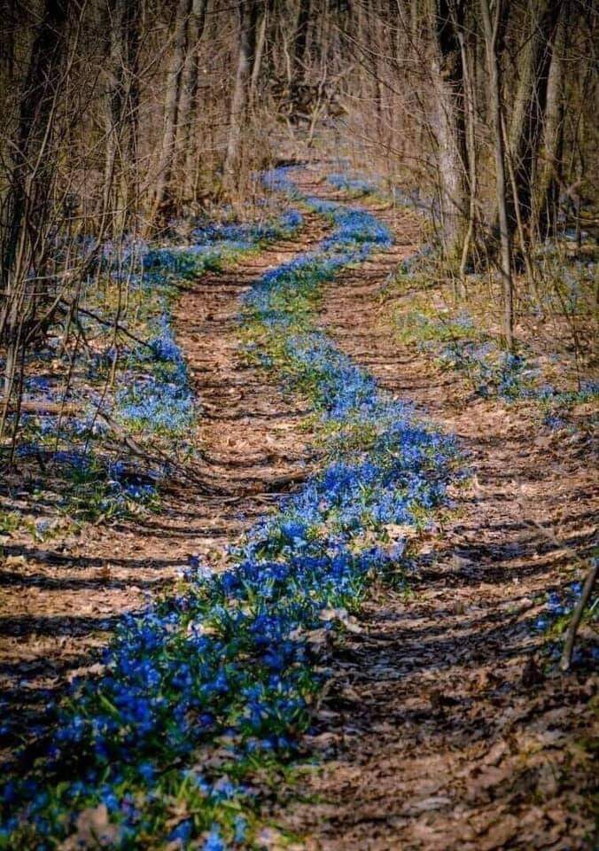 spring