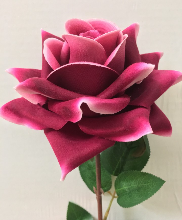 rosa