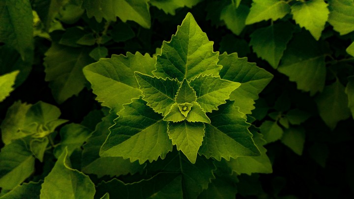 Leaf & Triangle....