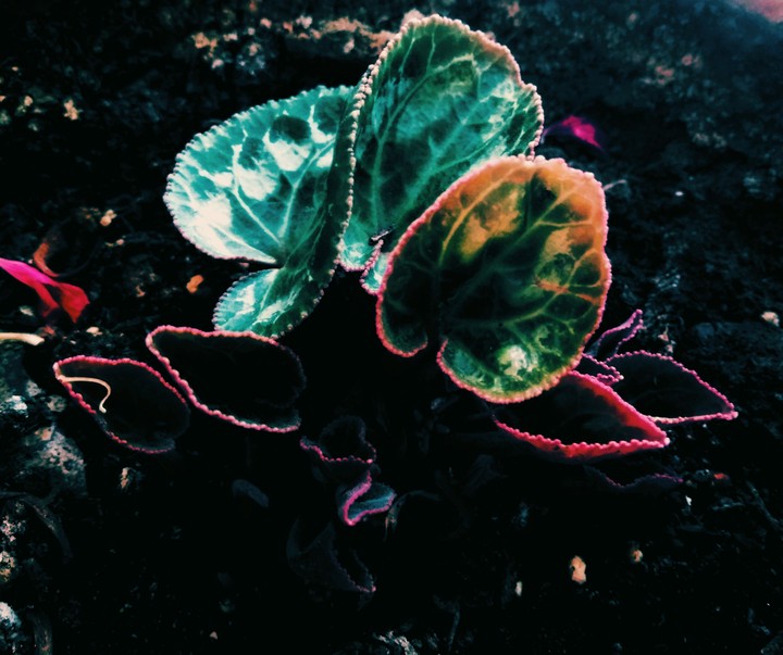 nature