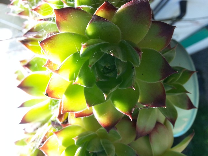Natur