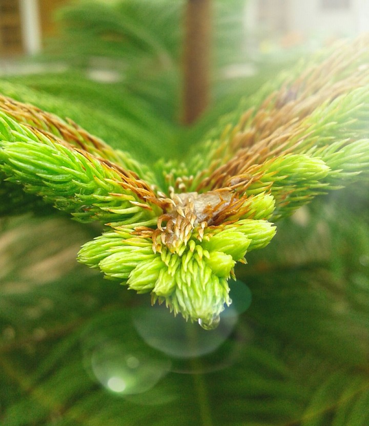 tree