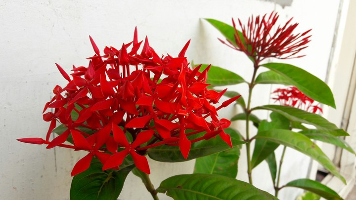 red flower