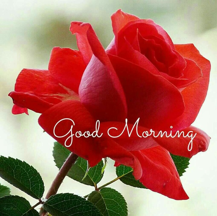good morning