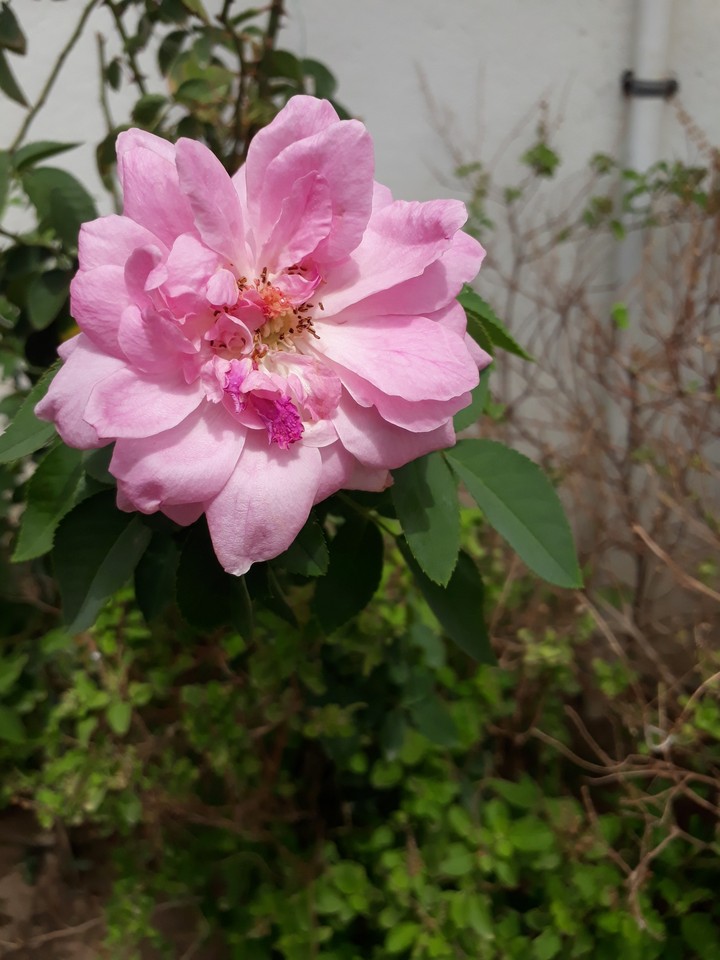 pink roses