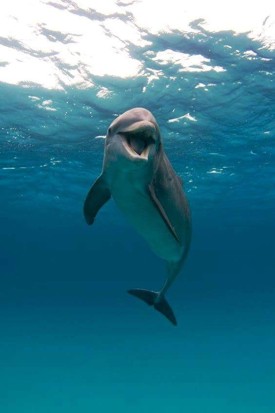 dolphins
