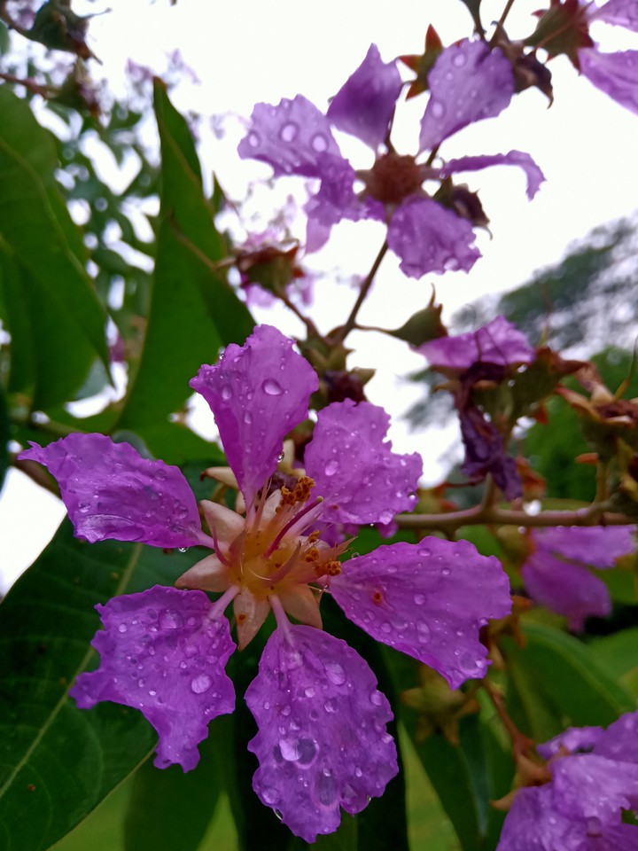 flowers