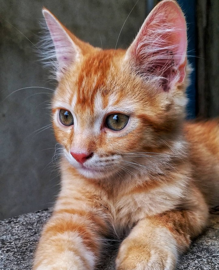 cat