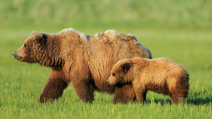 bears