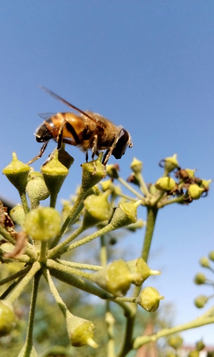 hoverfly