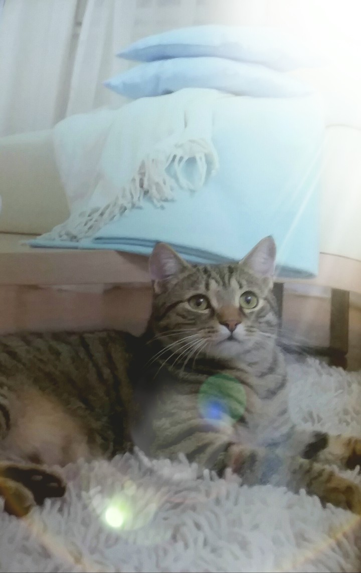 cat