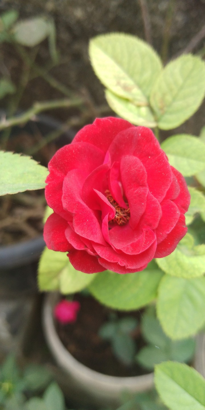 Red Rose