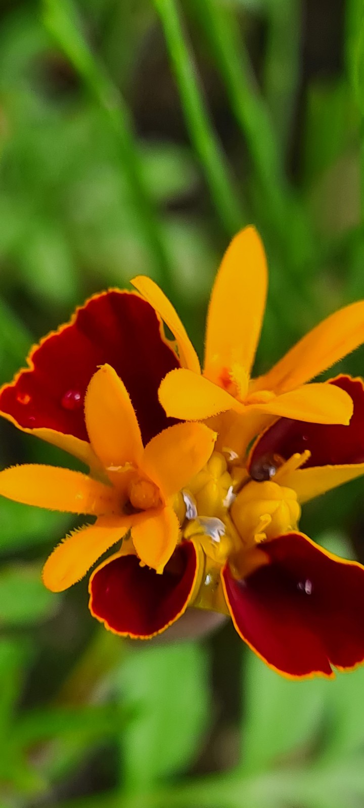 Blume