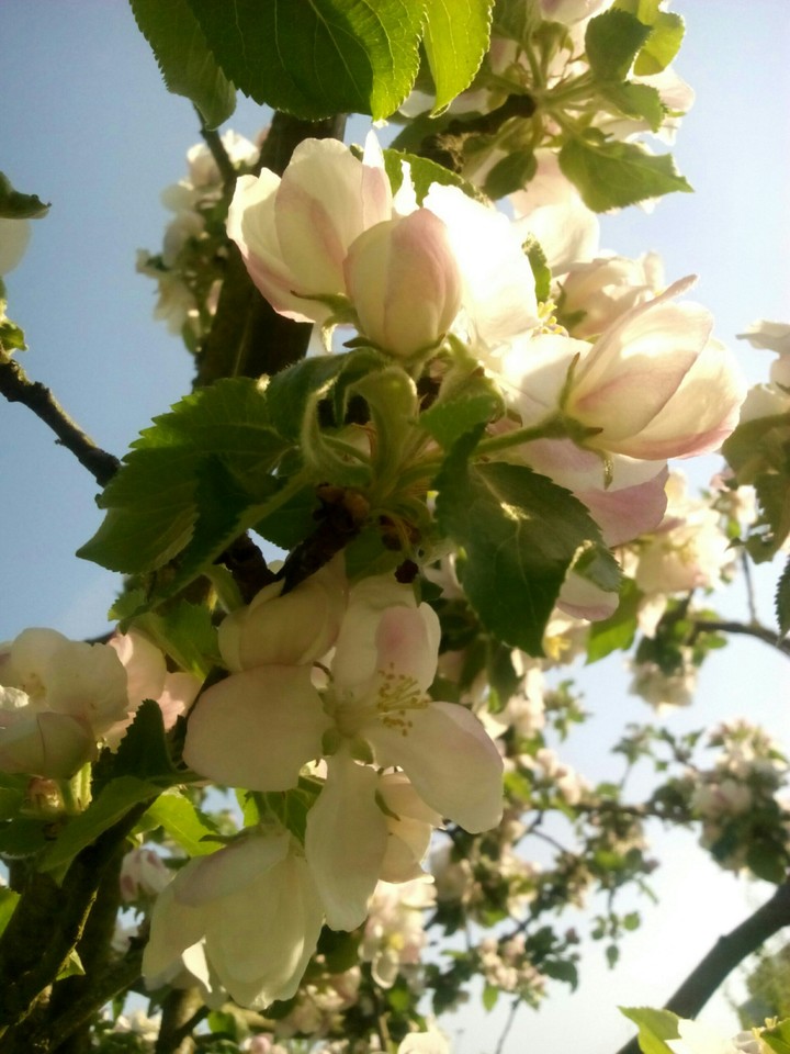 Natur