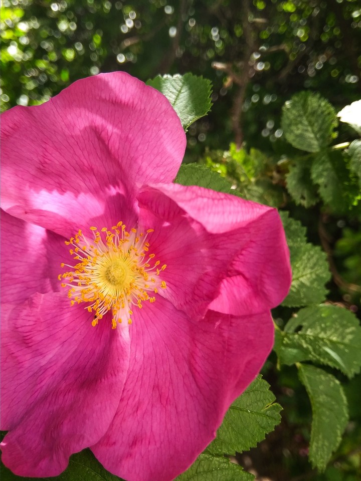 dogrose