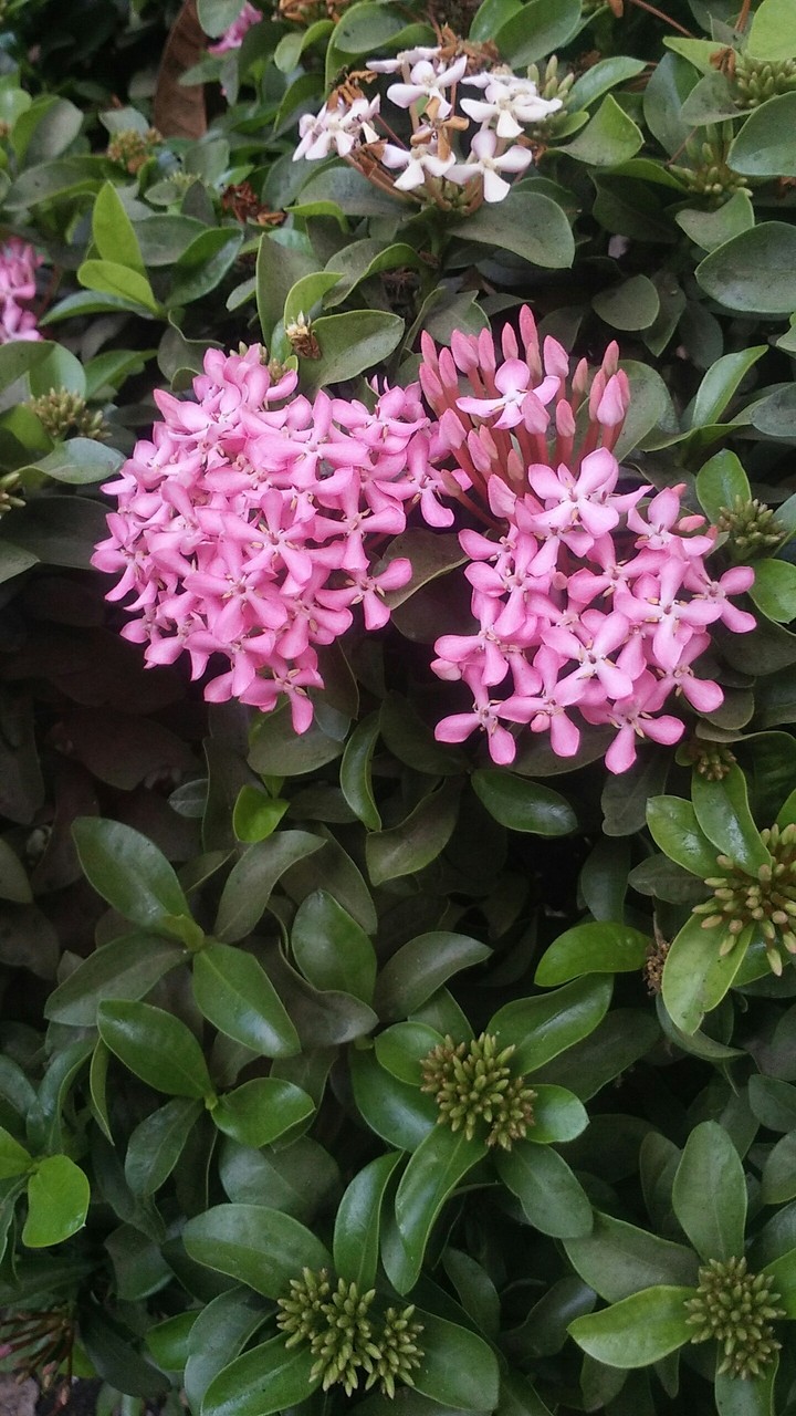 small flawar
