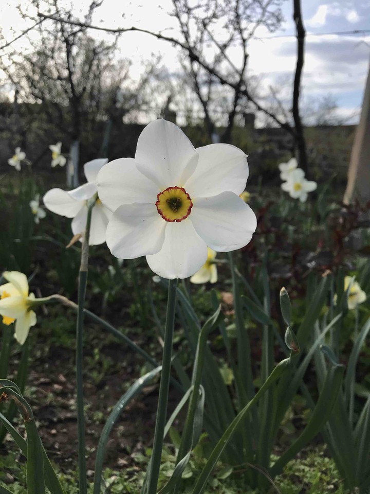 flowers
