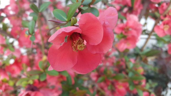 THE BLOOM