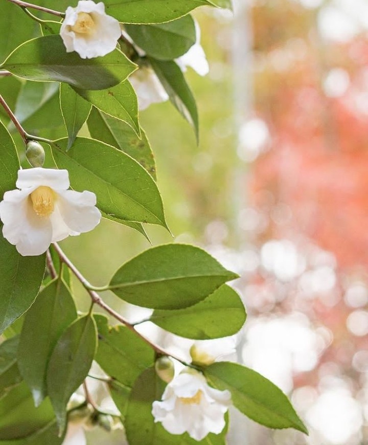 Camellia