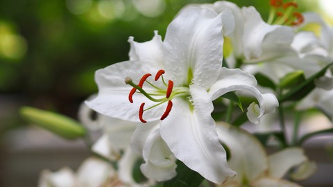 White, lily Hintergrundbilder