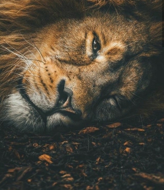 lion