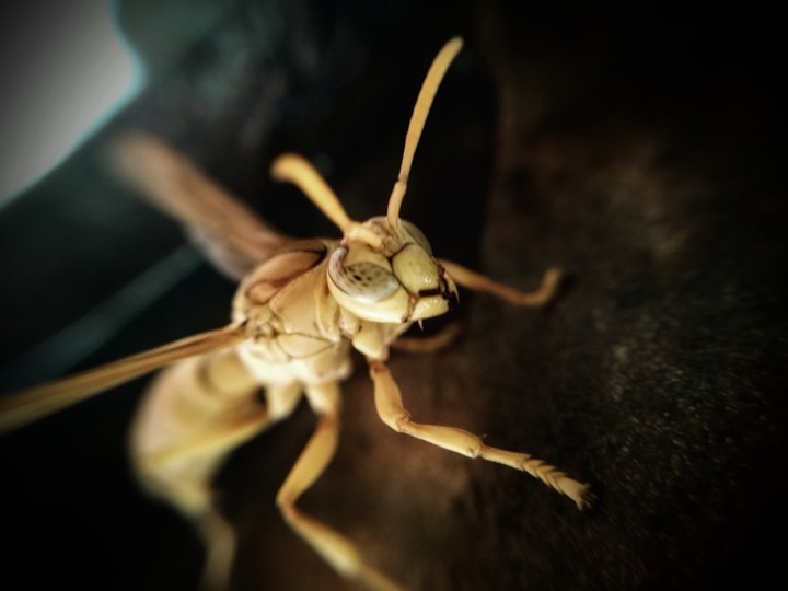 golden bee