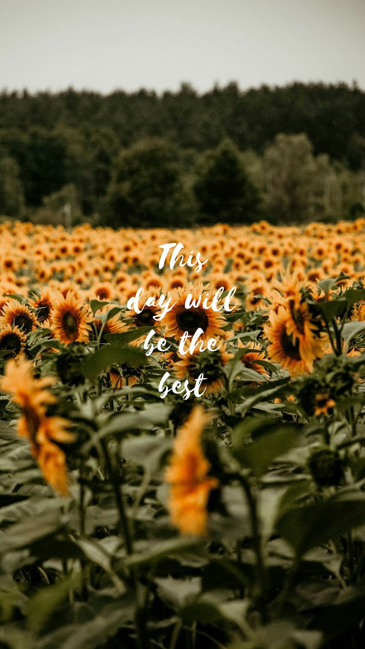 Quotes