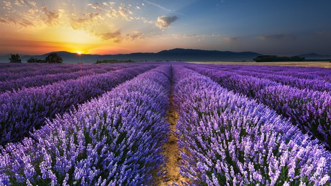 Lavender farm