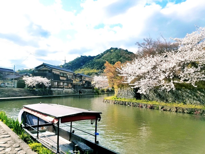 sakura