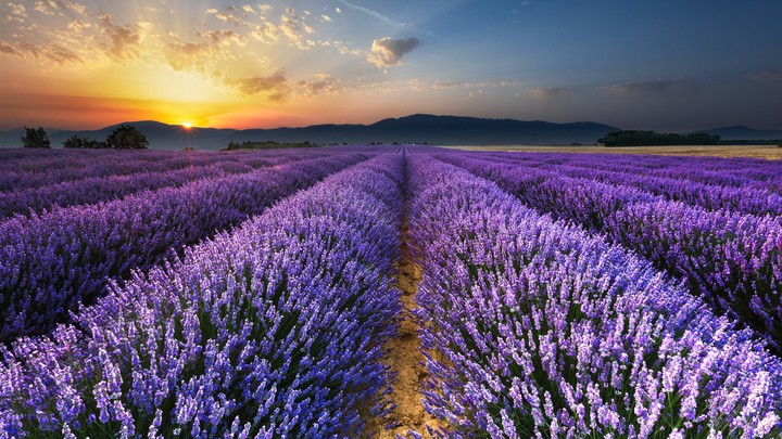 Lavender farm