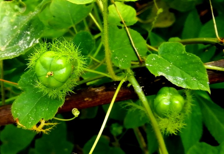 Fairy's fruit
