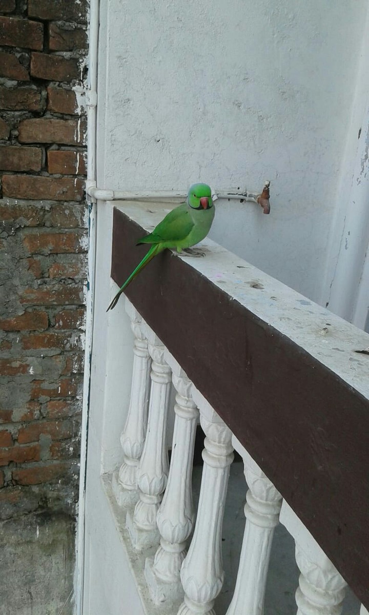 Parrot
