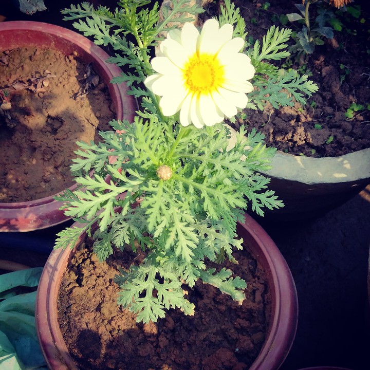 flower