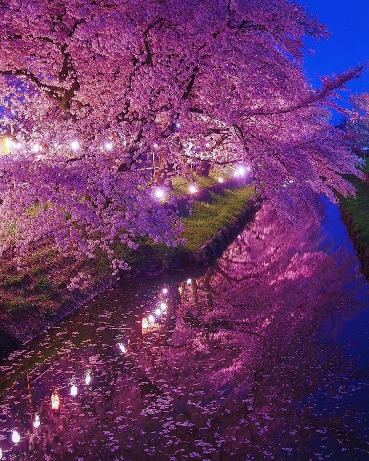 Cherry blossom