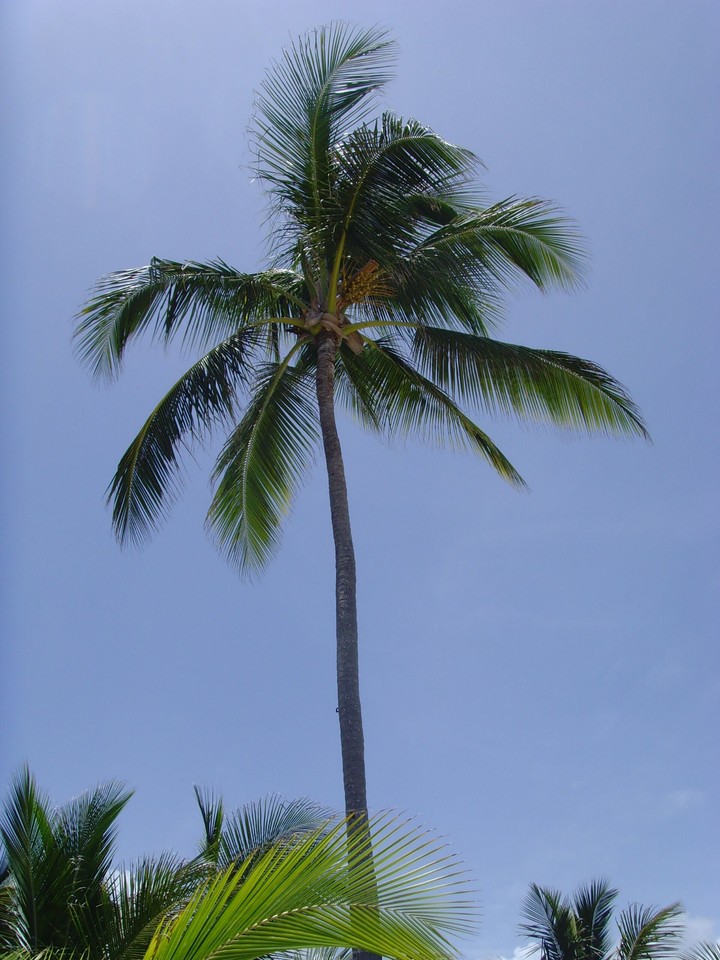 Palm