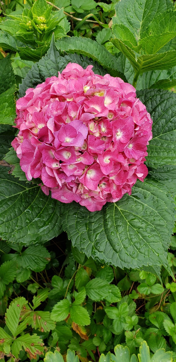 hydrangea
