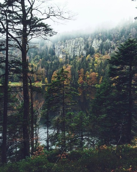 black forest