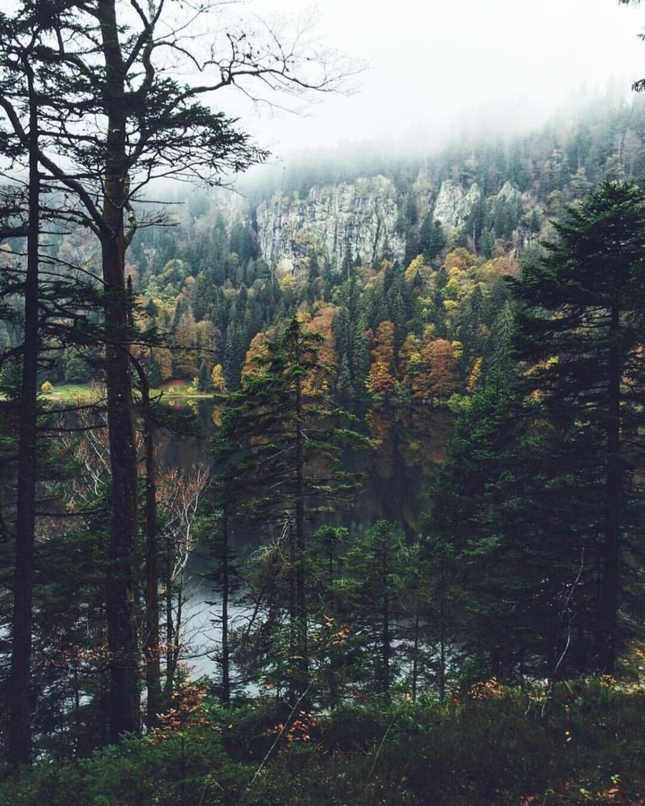 black forest