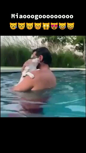 gato llorando